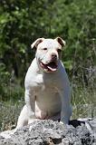 BOULEDOGUE AMERICAIN 037